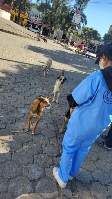 A student volunteer in blue scrubs walks along a sunny cobblestone street past stray dogs on the way to the Gift of Health clinic.