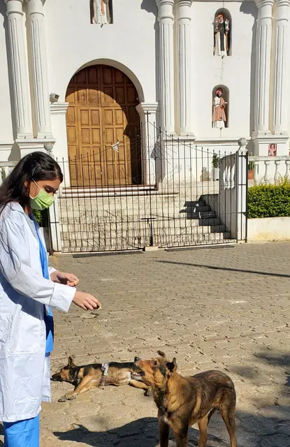 A masked student in a white coat and blue scrubs pauses with two dogs in a plaza in front of a white church in Guatemala.